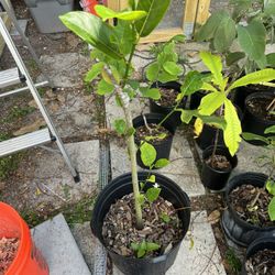 Jackfruit Plant Grafted J31