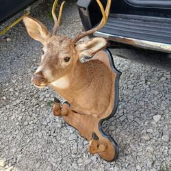 Deer Wall Mount 