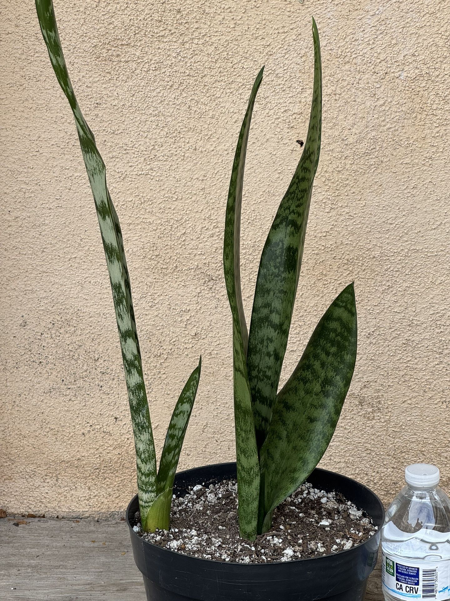 Snake Plant /Lengua De Suegra