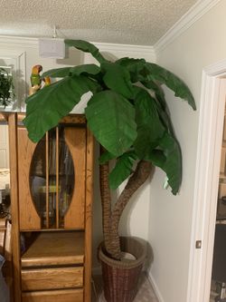 Gorgeous silk banana tree very hard to fine