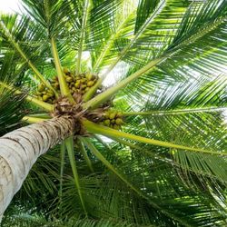 Huge Palm TREES for SALE!!!!!! Price Discussed On Arrival 