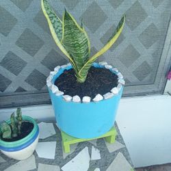 Blue Concrete Vace N Plnt 15 ×15