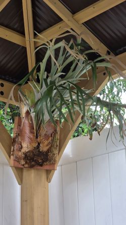Staghorn Fern