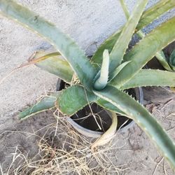 Alovera Plants
