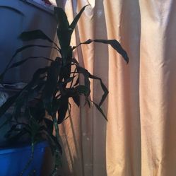 Planta De Sombra. Hermosa Muy Grande.