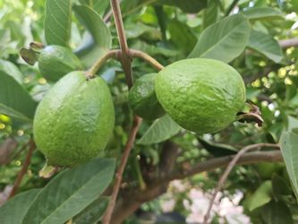Large Thai Guava Tree With Fruits 