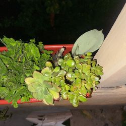 Window Planter Assorted Succulents + Fancy Euphorbia And Snake Plant
