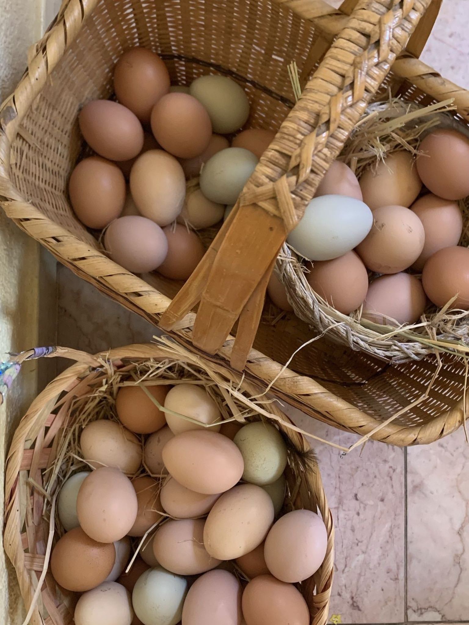 Eggs- Fertile Eggs For Hatching