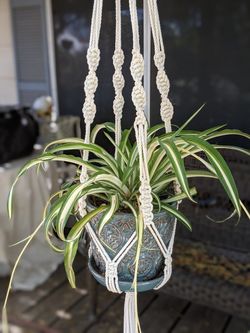 Macrame plant holder PLUS plant of your choice