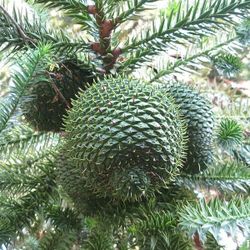 LIVE PLANT 3ft Araucaria angustifolia Paraná pine Brazilian pine pinhão