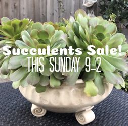 Succulents Sale!