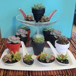 Mini Displays of LIVE Succulents