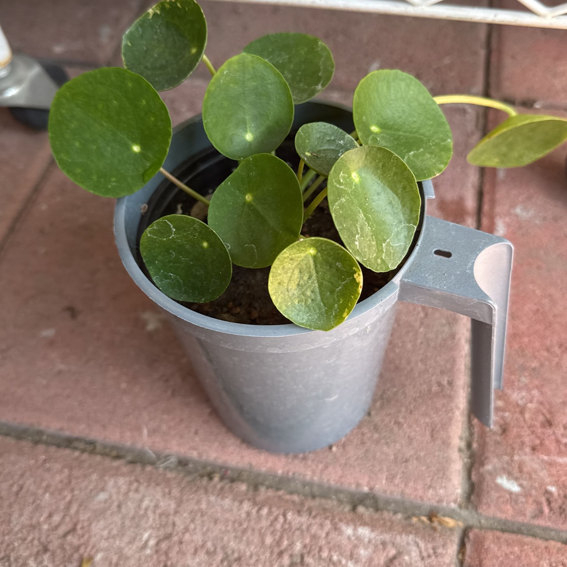 plant