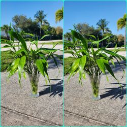 Japanese Bamboo Plants.  $10