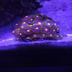 Fake Coral