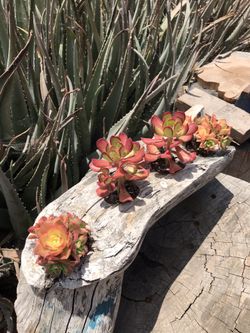 Handmade Beautiful Rustic Wooden Succulent Vase