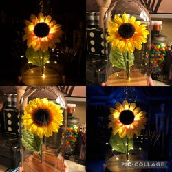 New Sunflower’s in Glass Dome (different prices)