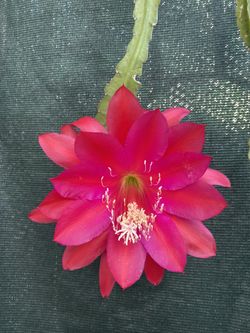 Epiphyllum Orchid Cactus Blooming Large Flower Plant, In 1 Gallón Pot Pick Up Only