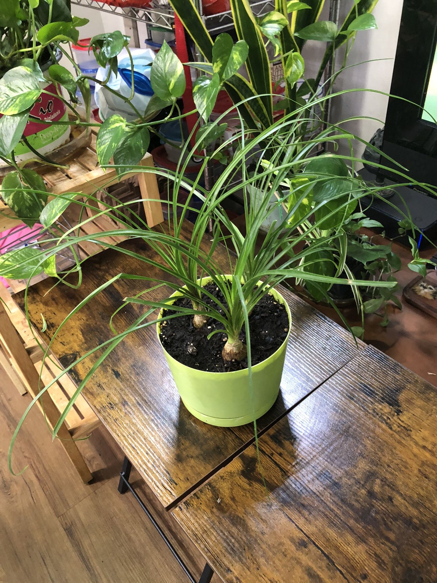 Ponytail Palm/ Elephants Foot/ Bottle Palm