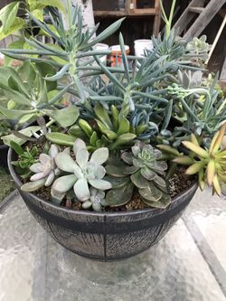 Succulent arrangements