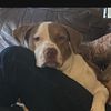Bailey 