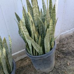 Mother In Law Tongue