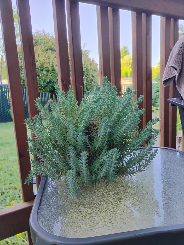 SUCCULENT STARTS