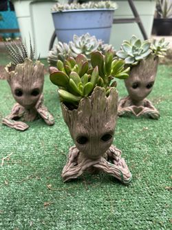 Baby Groot Succulent Plant