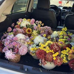 💐🌿PLANT SALE🪴🌷 • Chrysanthemums • Succulents • Pots • | Message For Inventory | Open Until Everything Is Sold!