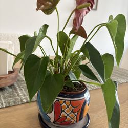 Indoor And Outdoor Plants