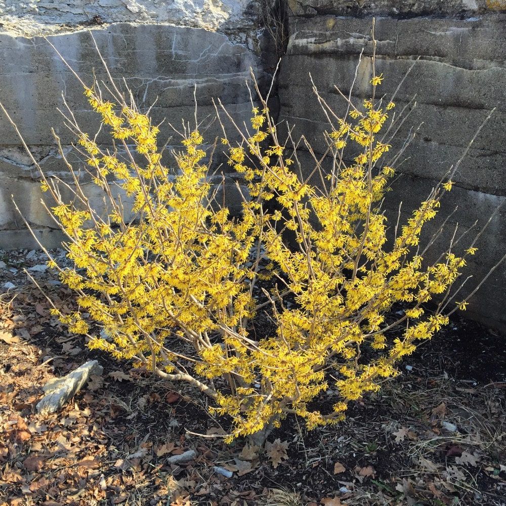 Arnold Promise Witch Hazel