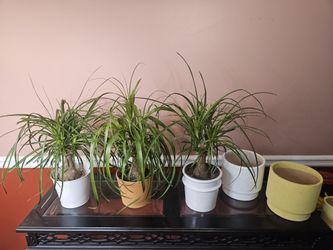 Three Ponytail Palms For Sale. Please Read Description