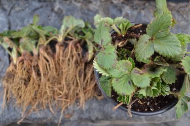 Strawberry Plants For Sale