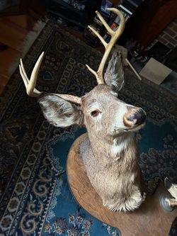 Deer mount $220