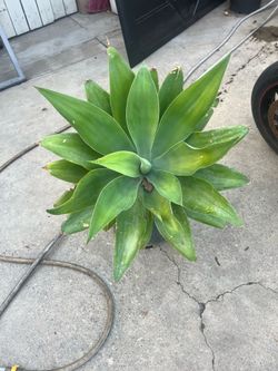 Foxtail Agave
