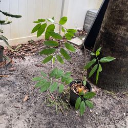Anona ( Sugar Apple)