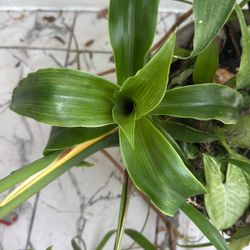 Callicia Medicinal Plant 