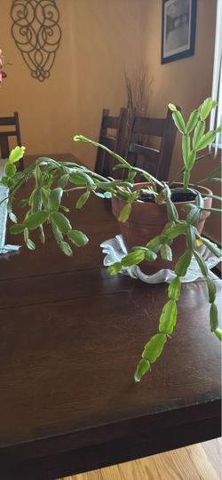 Christmas Cactus Indoor Houseplant in Pot