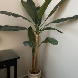 Banana Tree
