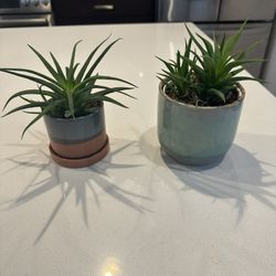 2 Succulents