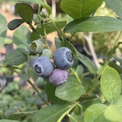 Blueberry Plants- Blackberry Plants- Strawberry Plants- Gooseberry Plants- Grape Vines- Currant Berry Plants- White Blackberry Plants