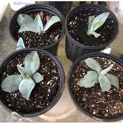 Blue Agave (Century) Plant Babies