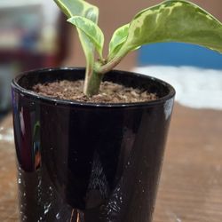 Peperomia Plant Live