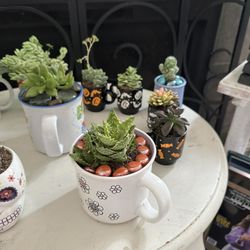 Succulents