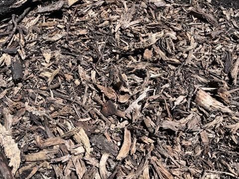 Free Mulch From Healthy Maple Tree Cut Down