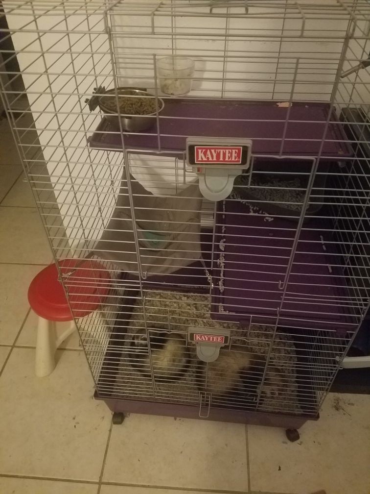 Two ferrets with everything needed