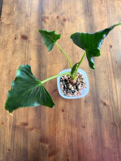 Crinkle Alocasia plant in self watering pot
