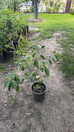 Planta Nickle medicinal