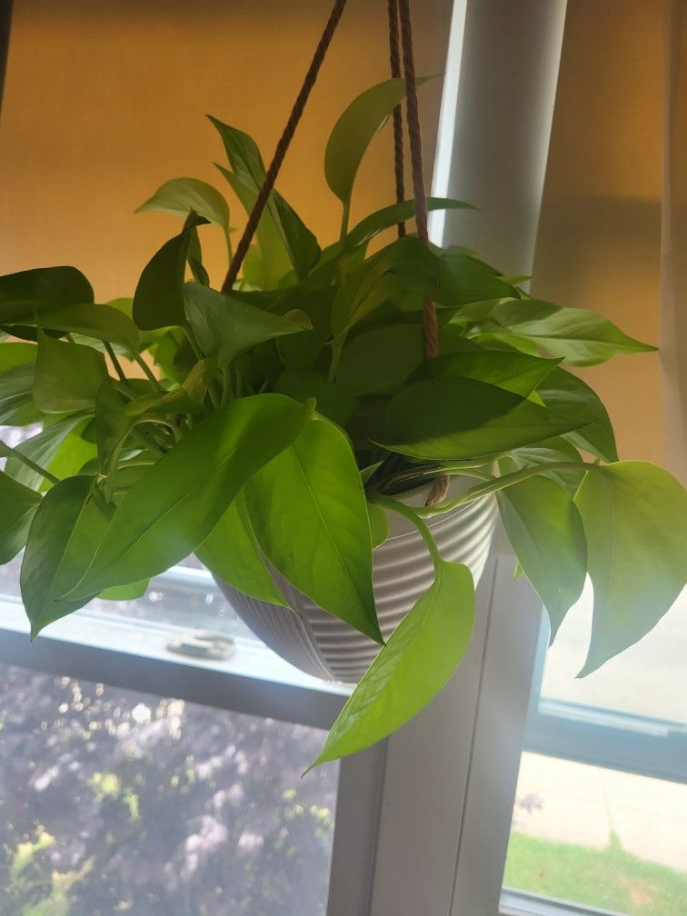 Neon Pothos