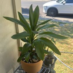 Beautiful Plants 